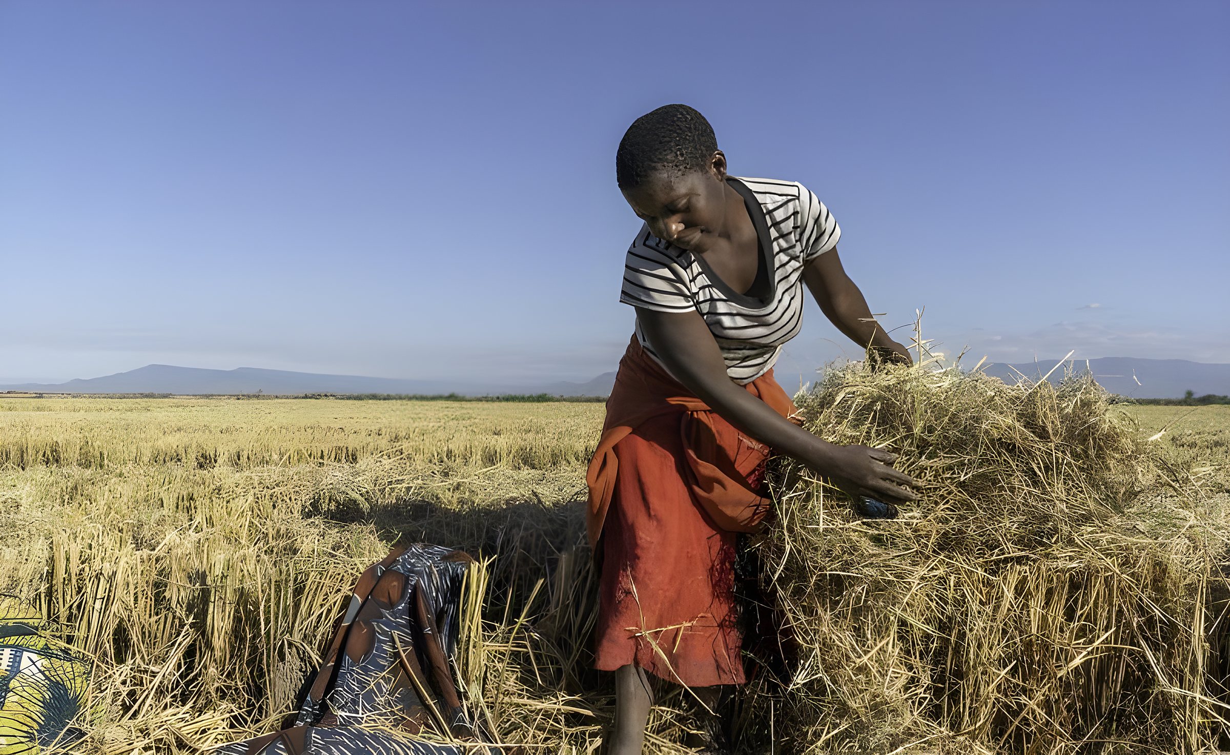 A woman farmer gathers bundles of rice straw after the harvest