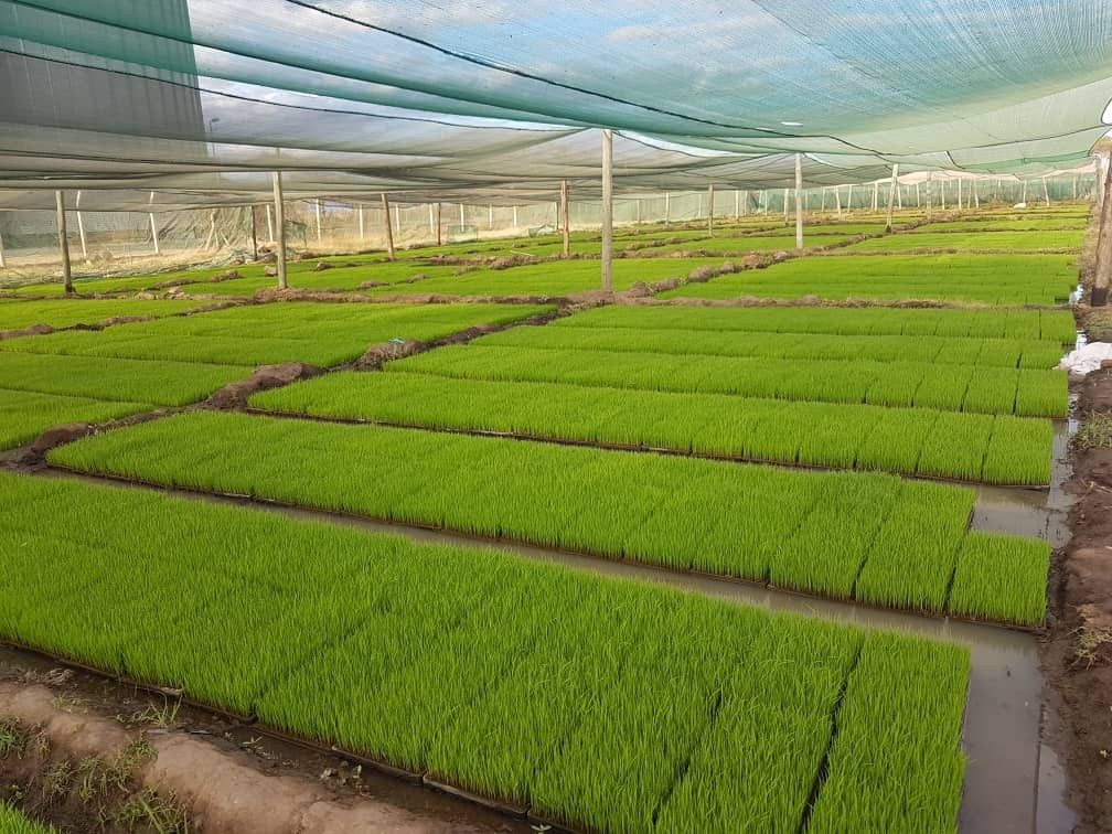 Rows of green rice seedlings growing in trays under shade netting