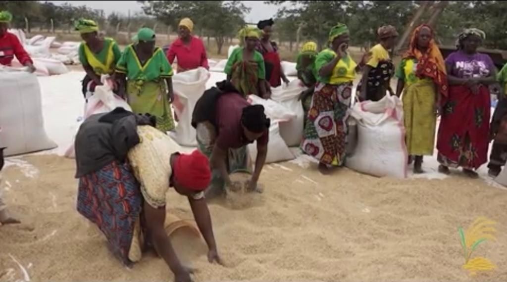 Women farmers fill sacks with harvested paddy laid out on tarpaulins