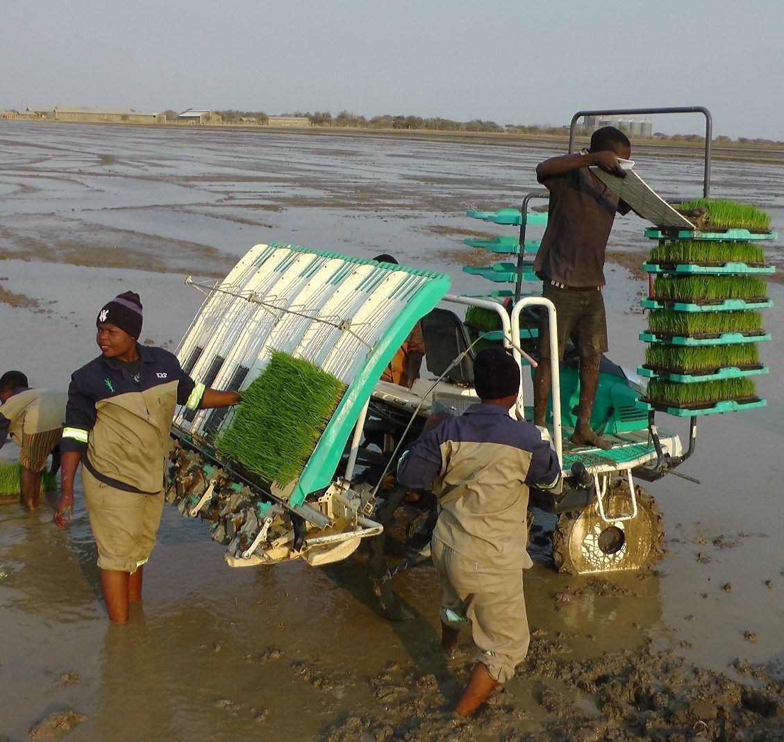 A worker loads seedling trays onto a transplanting machine in a flooded field