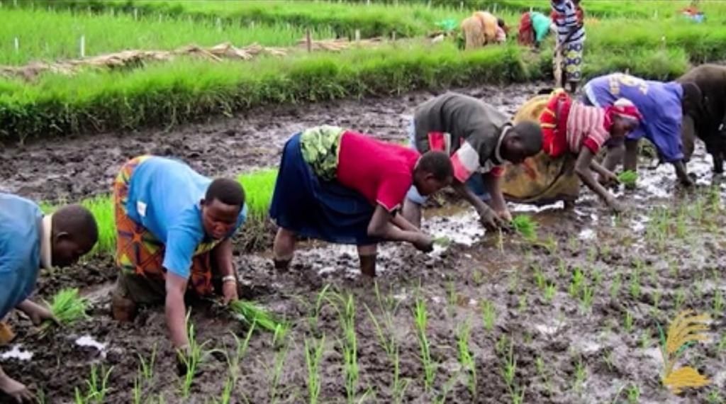 A row of farmers bend to transplant rice seedlings by hand in a muddy field
