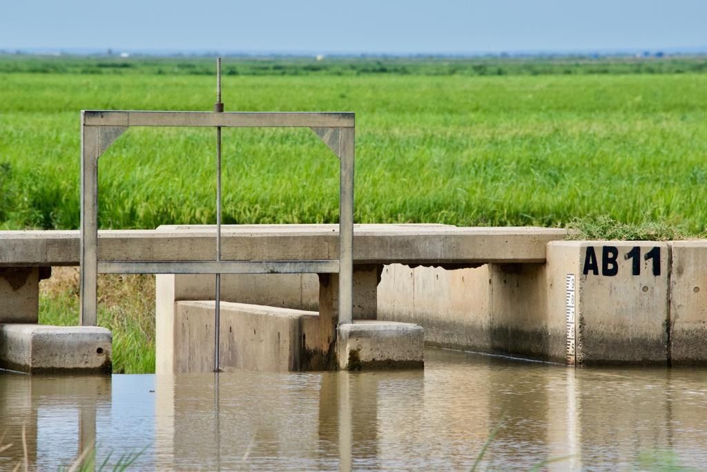 A concrete weir gate marked AB11 controls water flowing into a canal beside rice fields